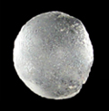 Clear inset from 18CV91 Smith St. Leonard Site.